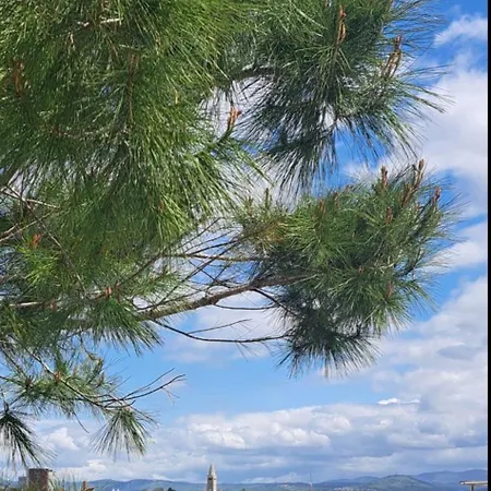 Lejla * Koper